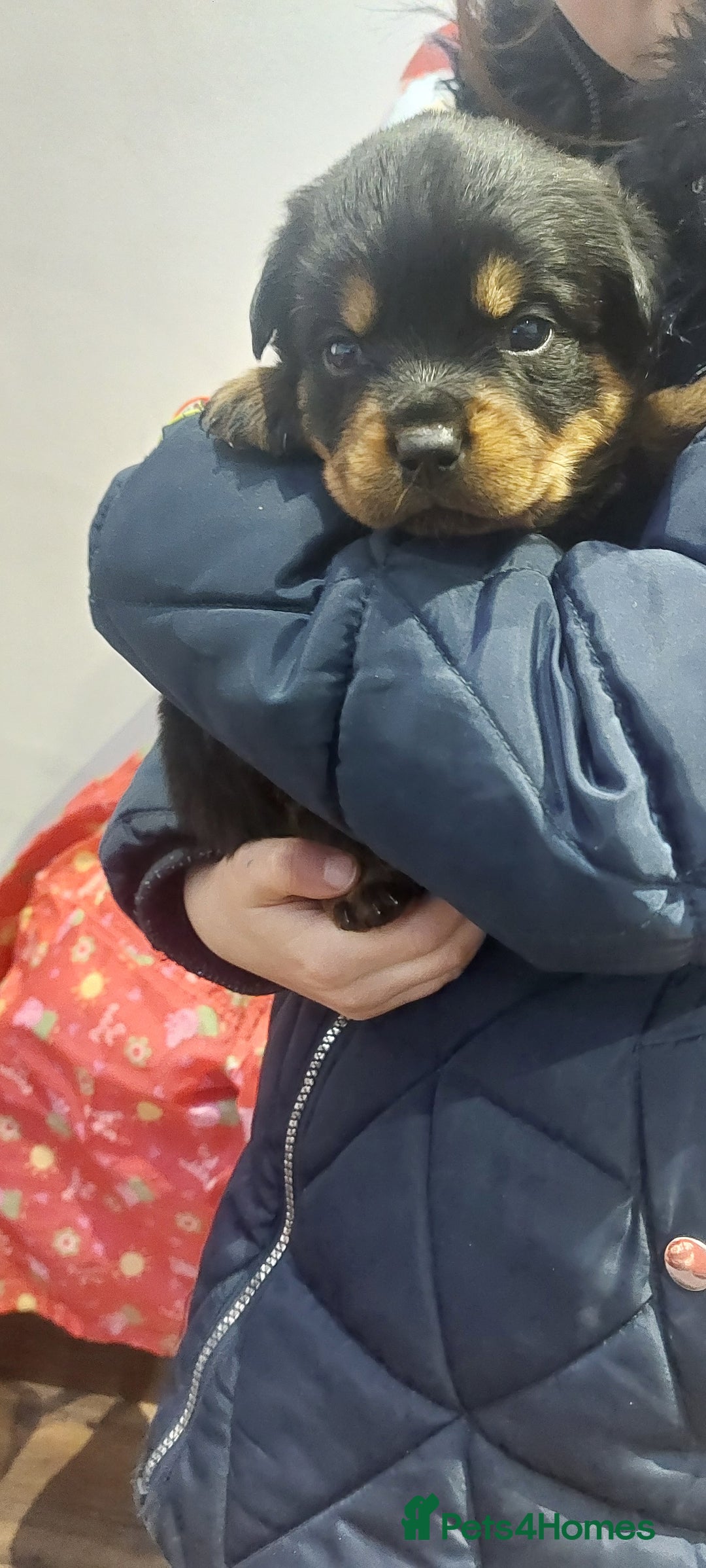 Rottweiler dogs for sale: KC Rottweiler pups (health tested parents) - Advert 9