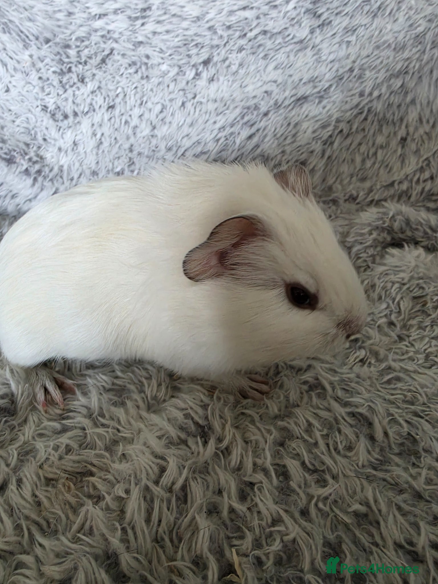 Guinea Pig rodents for sale: Boysx - Advert 11