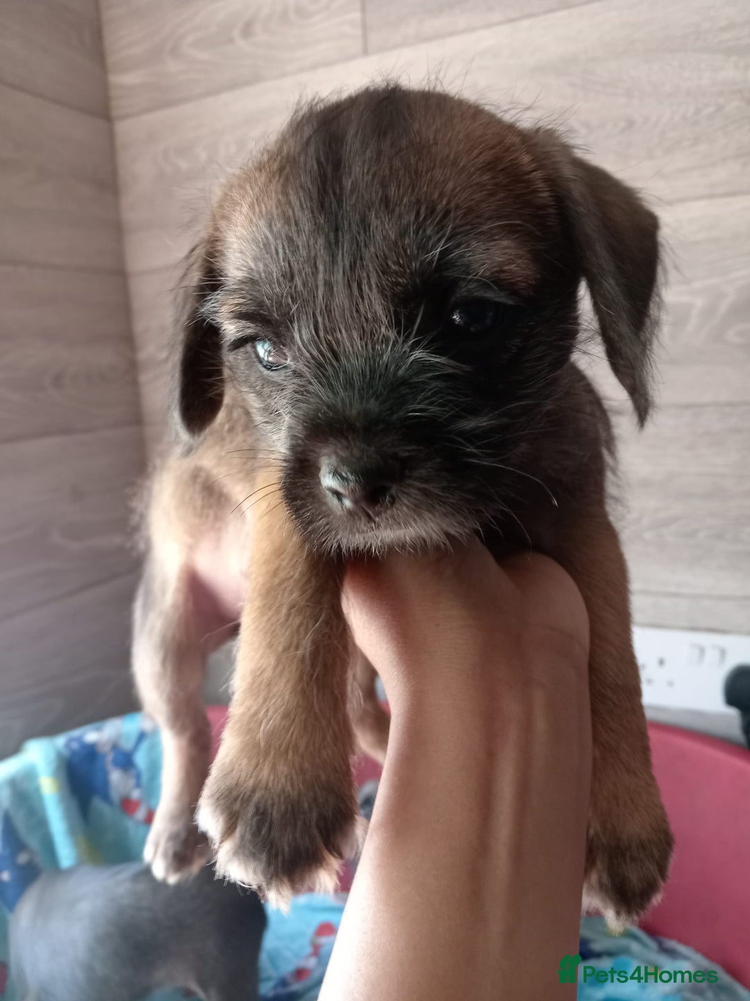 Border Terrier dogs for sale: Border Terrier girls available  - Image 8