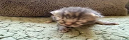 Mixed Breed cats for sale: Beautiful Kittens BSH Cross - Advert 20