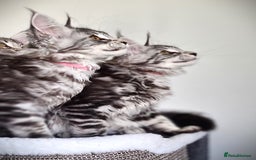 Maine Coon cats for sale: STUNNING XL PEDIGREE MAINE COON KITTENS  - Image 21