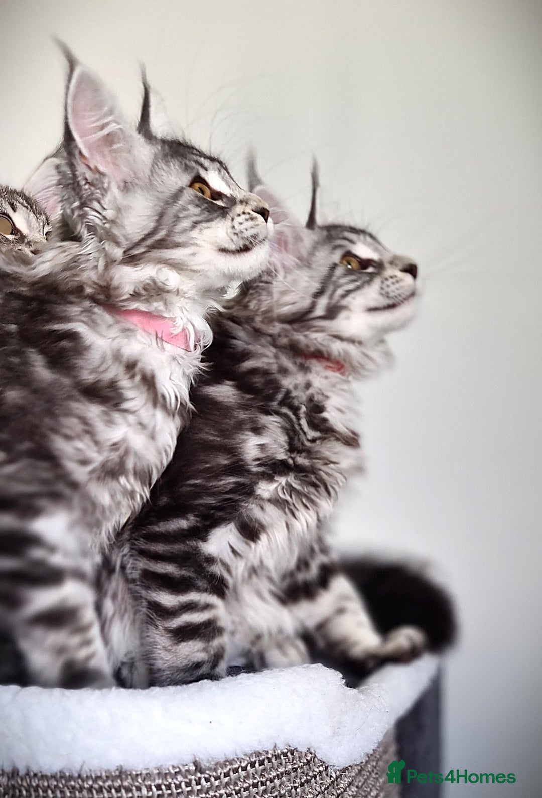 Maine Coon cats for sale: STUNNING XL PEDIGREE MAINE COON KITTENS  - Image 21
