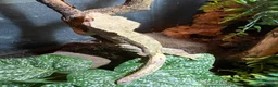 Gecko reptiles for sale: 2 crested geckos  in Northampton - Advert 3