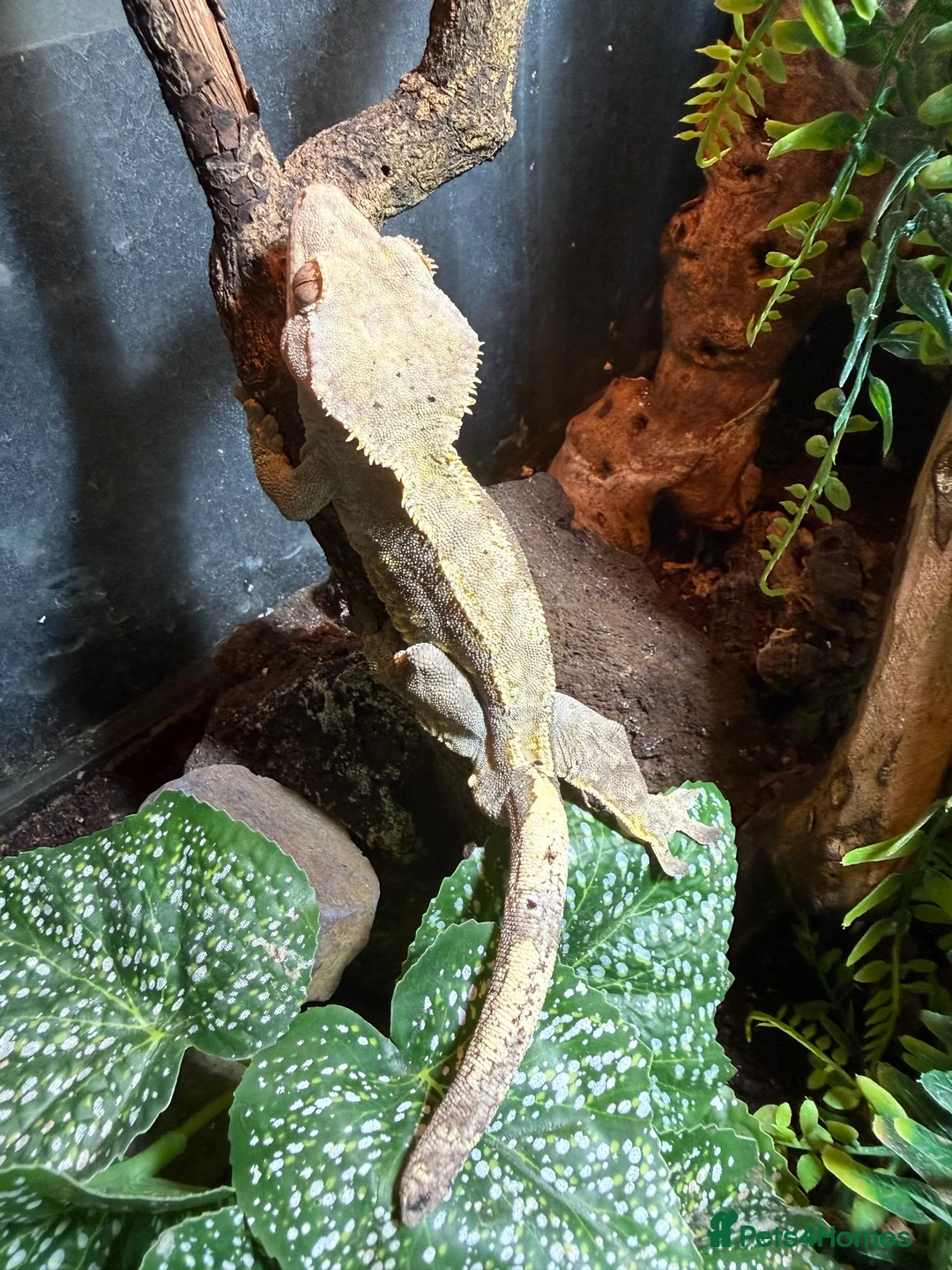 Gecko reptiles for sale: 2 crested geckos  in Northampton - Advert 3
