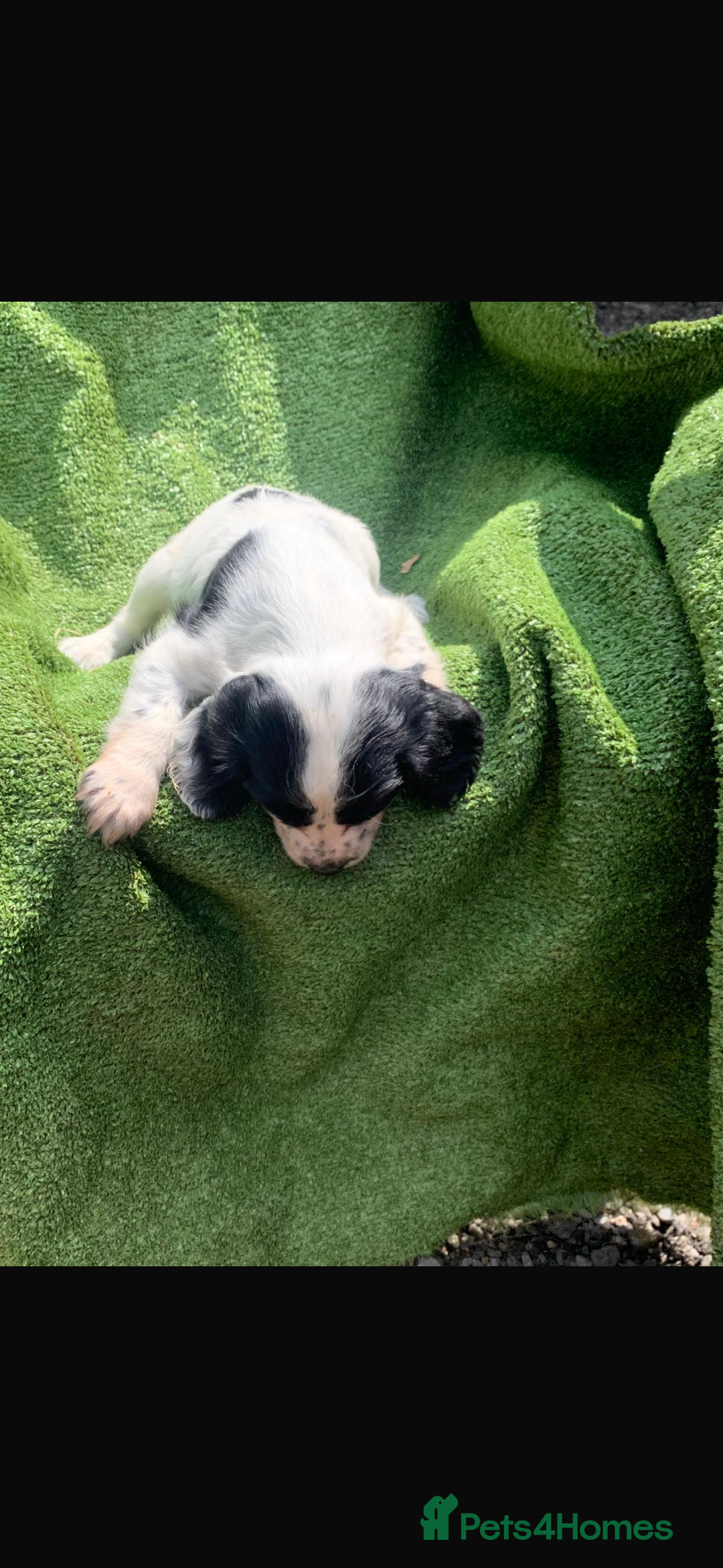 Cocker Spaniel dogs for sale: Cocker spaniel puppies only 2 left!  - Image 4