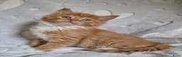 Mixed Breed cats for sale: Cute kittens  - Advert 9