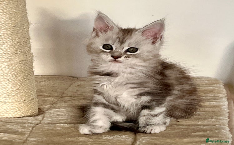 Maine Coon cats - Advert 3