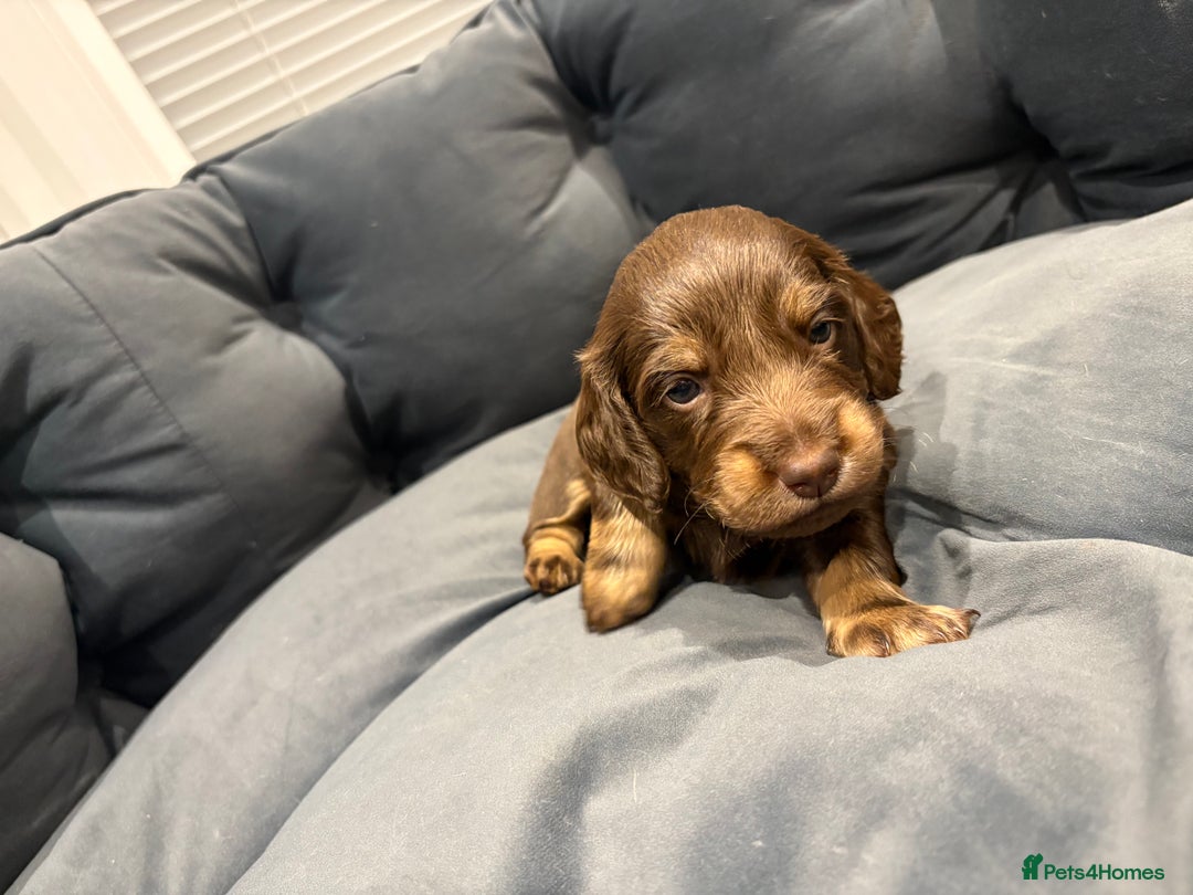 Dachshund dogs for sale: Dachshund puppies for sale  - Image 8