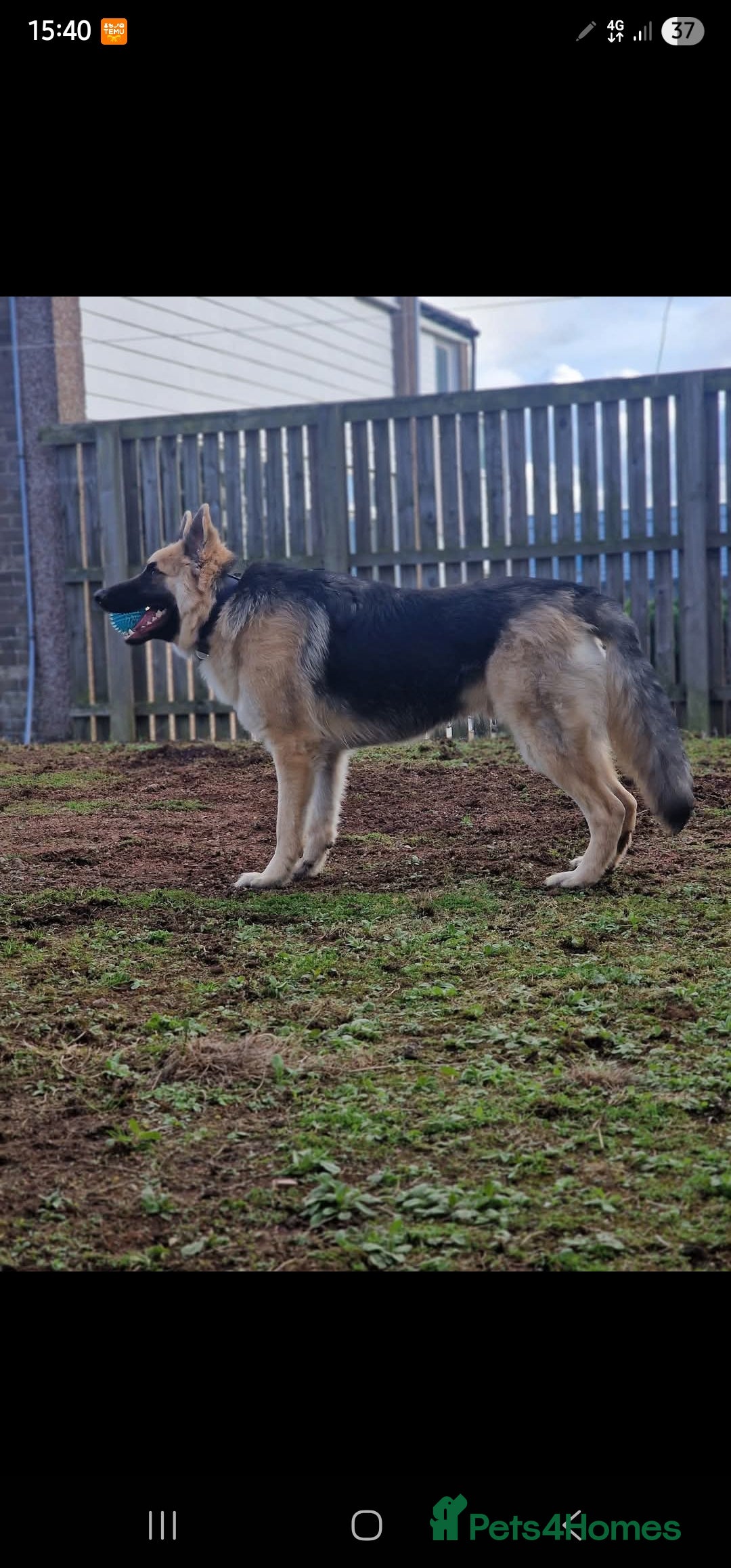 German Shepherd dogs for stud: Beautiful male stud  - Advert 2