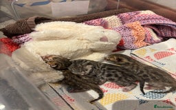 Bengal cats for sale: TICA registered Bengal girls. - Image 15