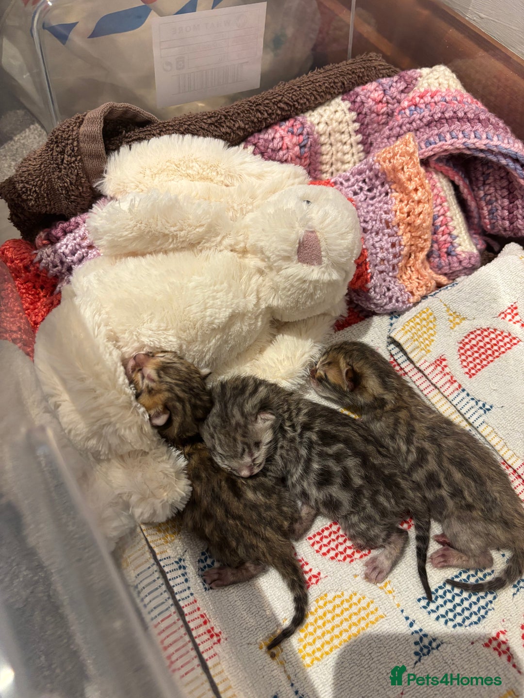 Bengal cats for sale: TICA registered Bengal girls. - Image 15