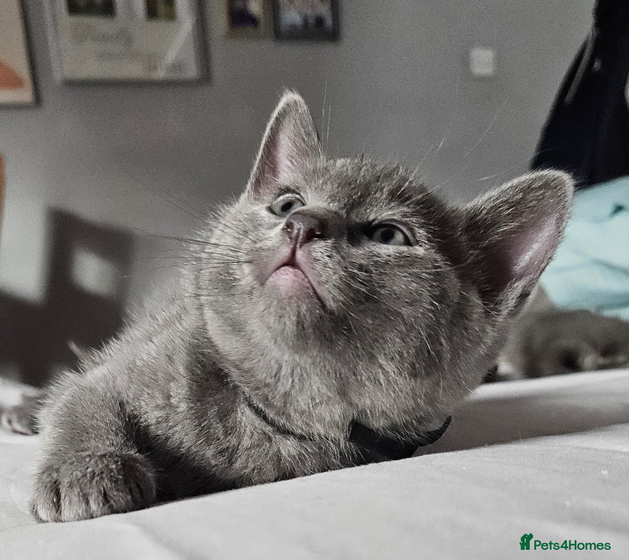 Russian Blue cats Two boys Russian Blue 😸  - Advert 4