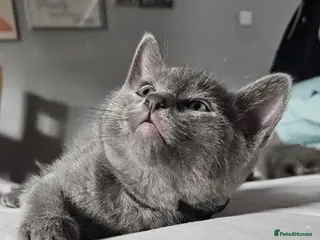 Russian Blue cats Two boys Russian Blue 😸 - Advert 4