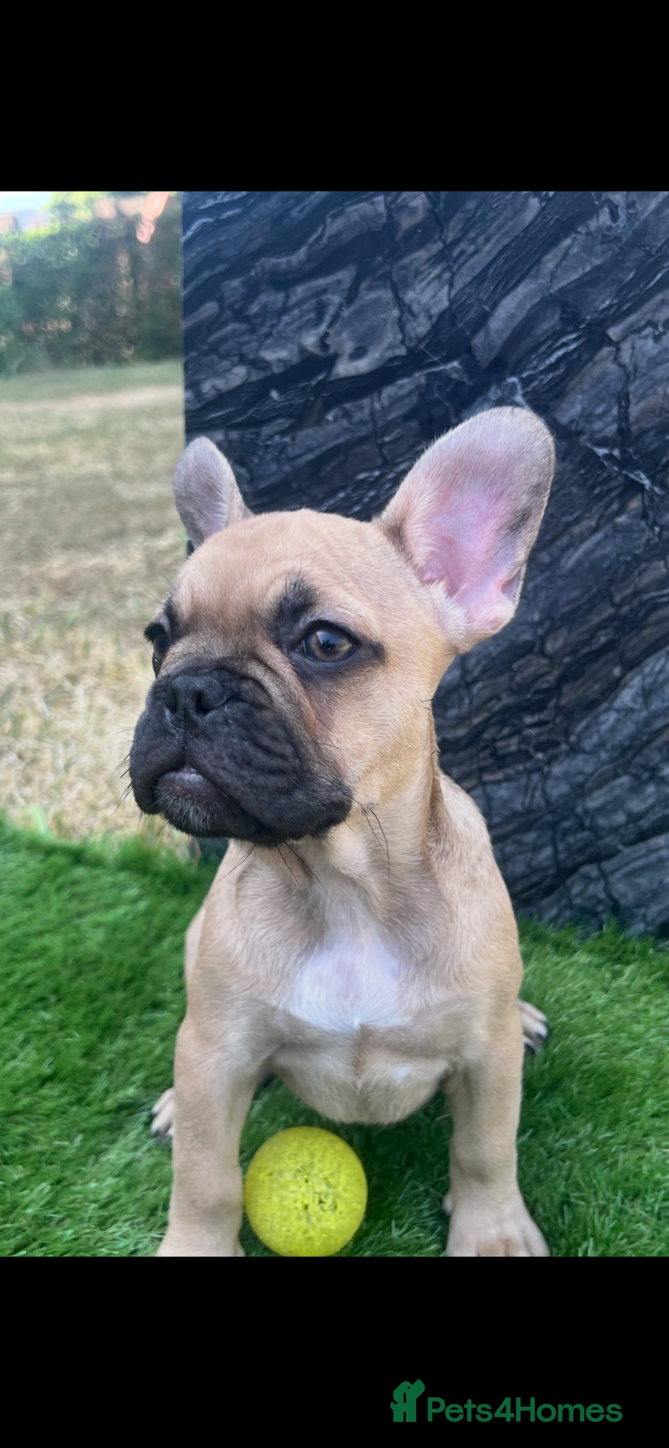 French Bulldog dogs for sale: French bulldog puppys  - Advert 9