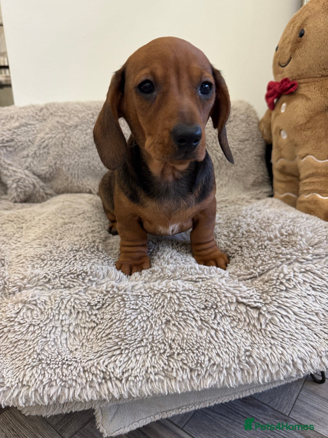 Miniature Dachshund dogs for sale: Miniature dachshund  - Advert 8