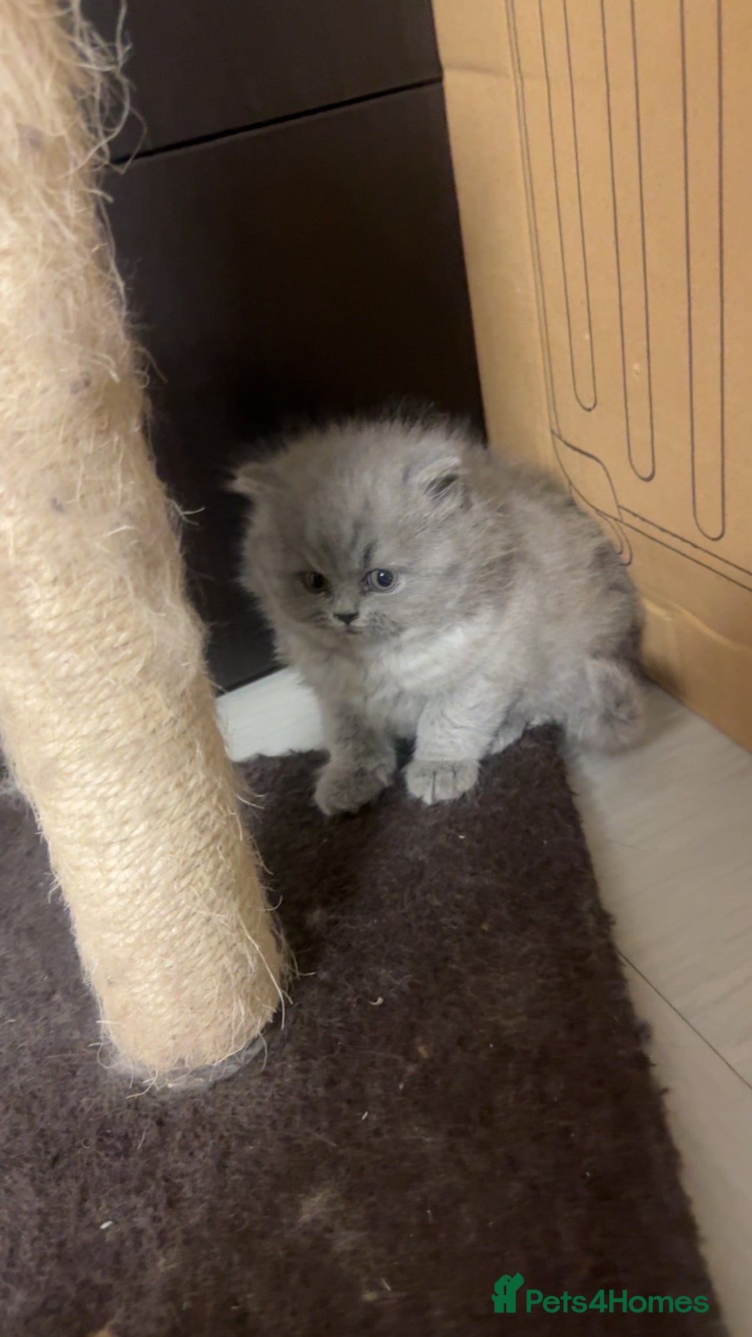 British Shorthair cats for sale: British shorthair kittens (1 FEMALE) - Advert 2