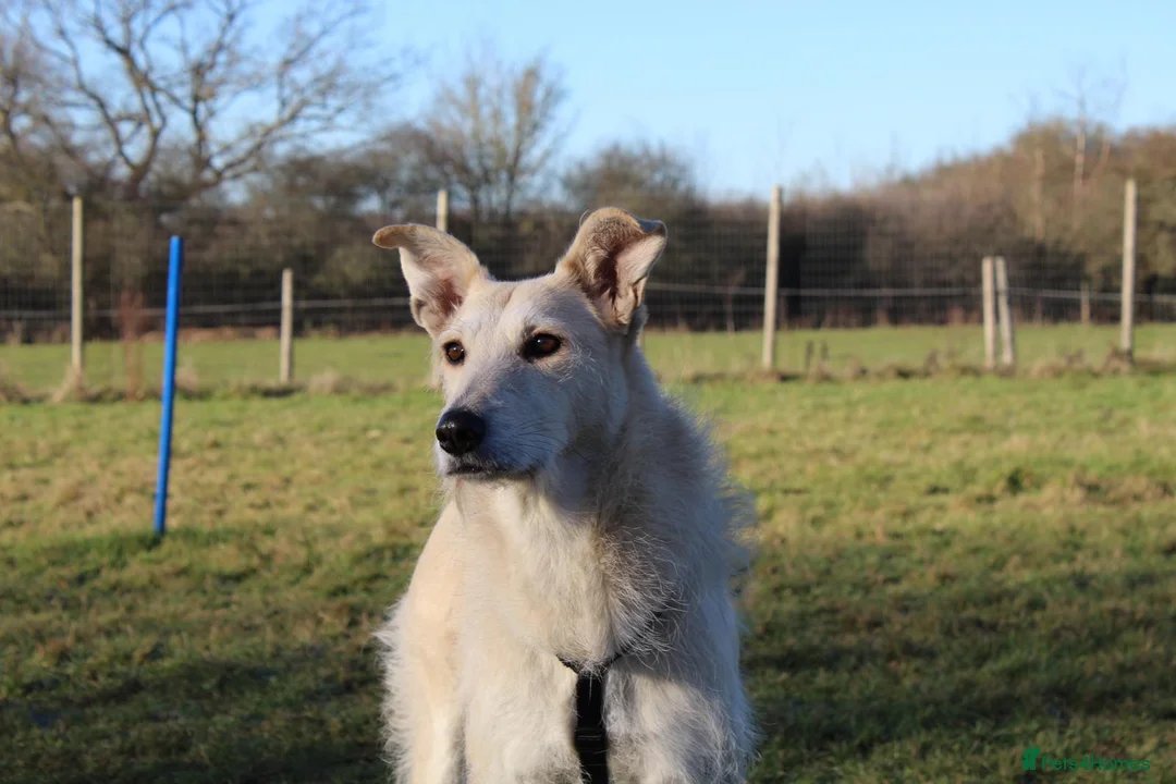 Mixed Breed dogs for adoption: Two best friends looking for their forever home!  - Advert 6