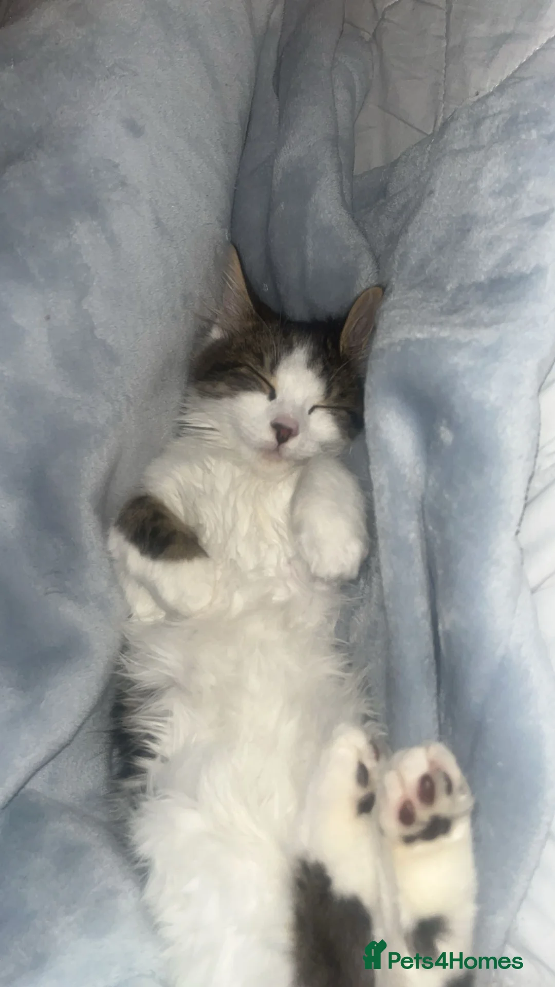 Norwegian Forest Cat cats for sale: Norwegian forest kitten x tabby cat  - Advert 2