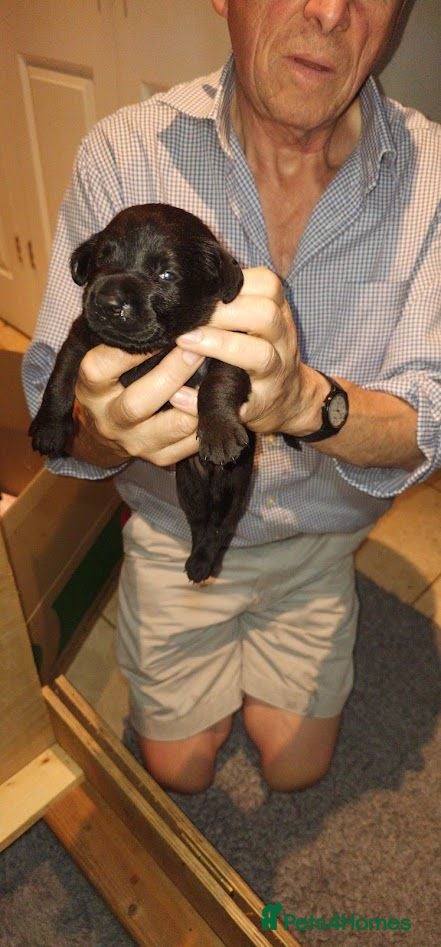 Labrador Retriever dogs Superb, black labrador, FTCH pedigree, puppies - Advert 2
