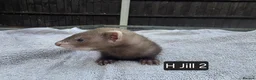 Ferret rodents for sale: Full, Semi & Half Angora Kits - Advert 16