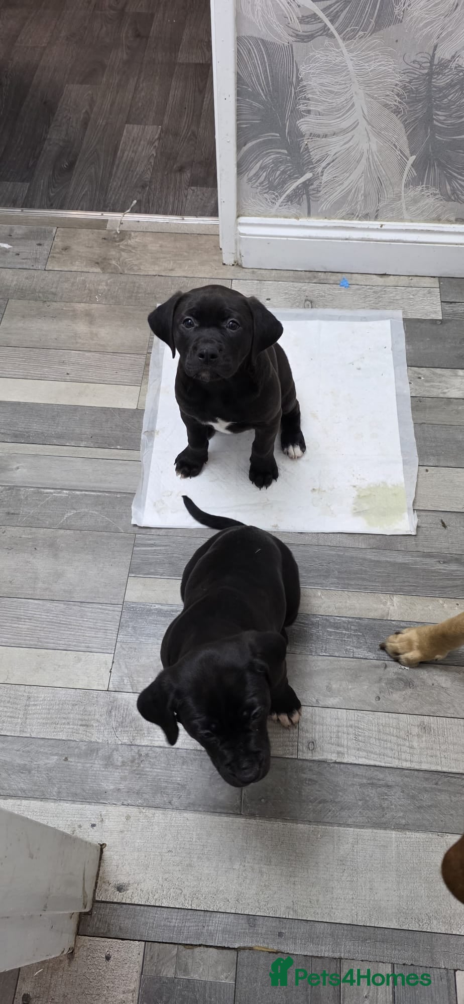 Mixed Breed dogs Bullador pups 1 boy 1 girl  - Advert 14