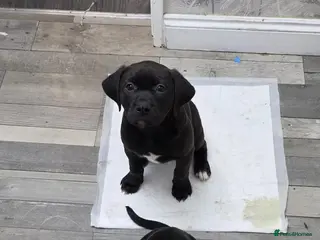 Mixed Breed dogs Bullador pups 1 boy 1 girl - Advert 14