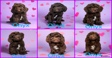 Cockapoo dogs - Advert 9