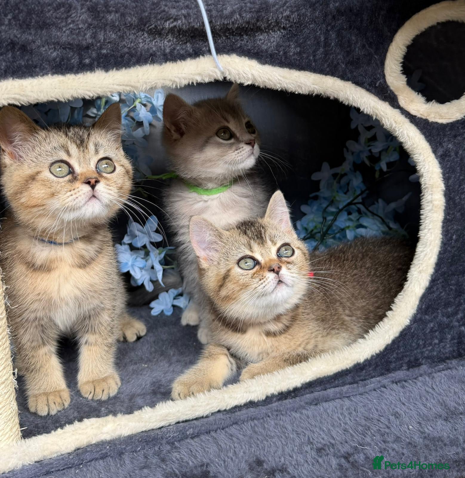 British Shorthair cats ✨3 CHUNKY BSH TICA REG BOYS✨ - Advert 10