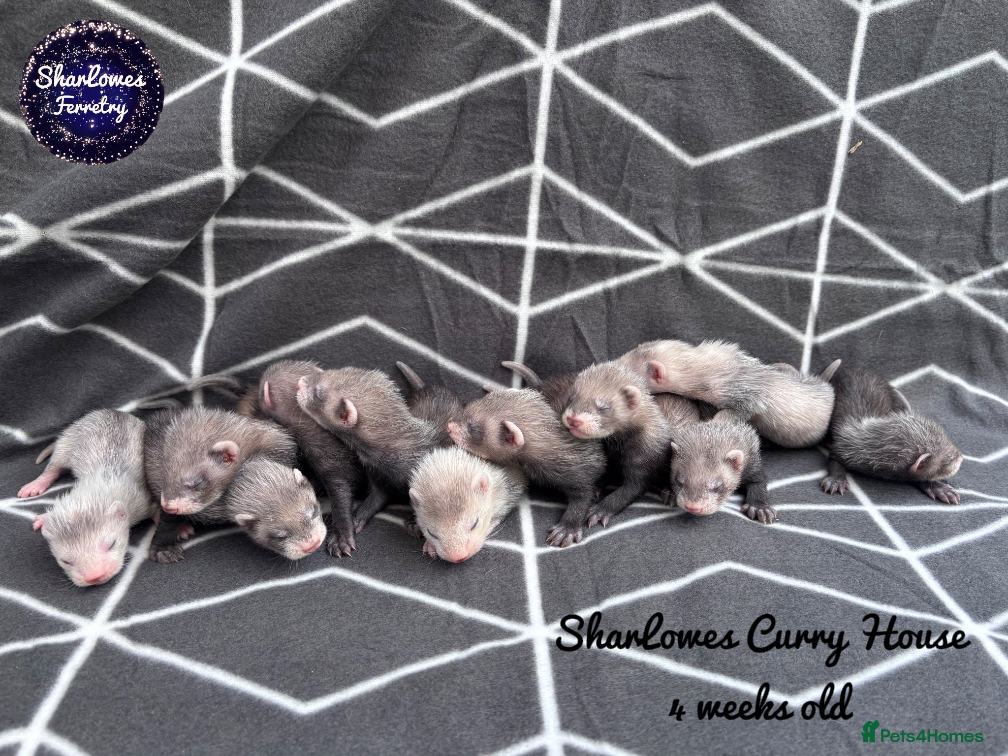 Ferret rodents Ferret kits  - Advert 1