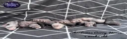 Ferret rodents for sale: Ferret kits  - Advert 1