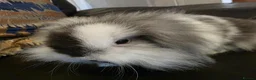 Mini Lop rabbits for sale: Beautiful mini lop x mini lion lop babies for sale - Advert 7