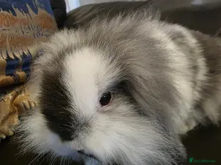 Mini Lop rabbits Mini lop/lion lop babies - three fluffy boys left! - Advert 17
