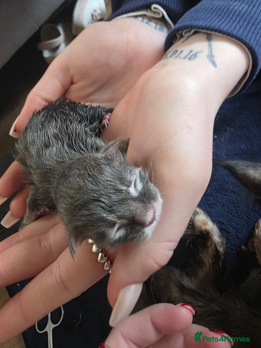 Maine Coon cats for sale: Russian maincoon kittens  - Advert 9