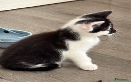 Mixed Breed cats for sale: 4 Gorgeous little boys  - Image 22