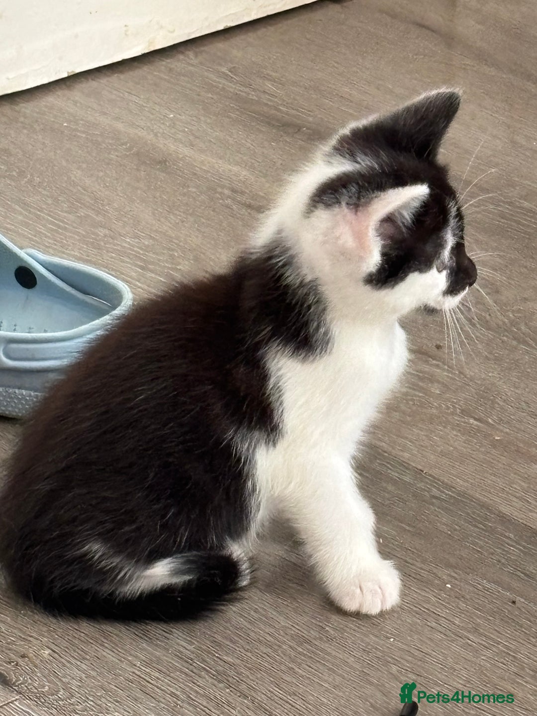 Mixed Breed cats for sale: 4 Gorgeous little boys  - Image 22