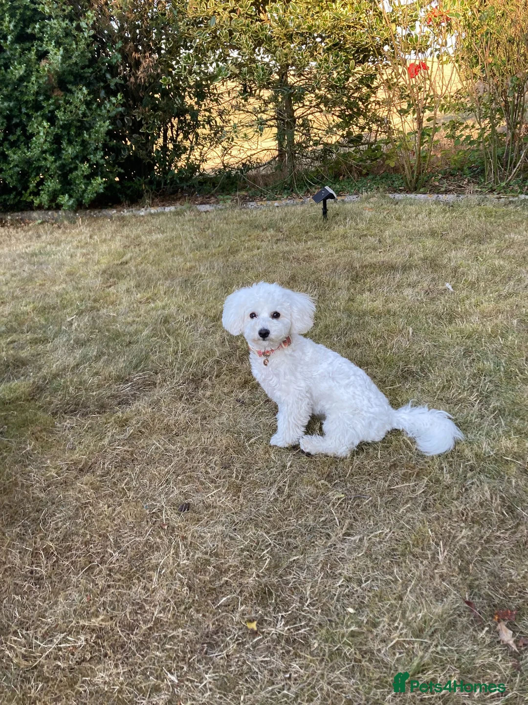 Bichon Frise dogs for sale: Beautiful 7 month old bichon Frise female - Advert 2