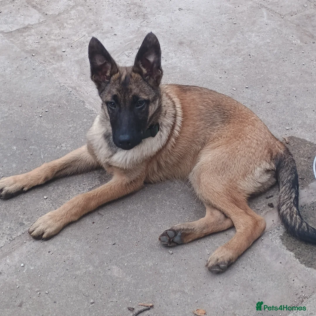Belgian Shepherd Dog dogs for sale: 7 Month Belgian shepherd - Advert 3