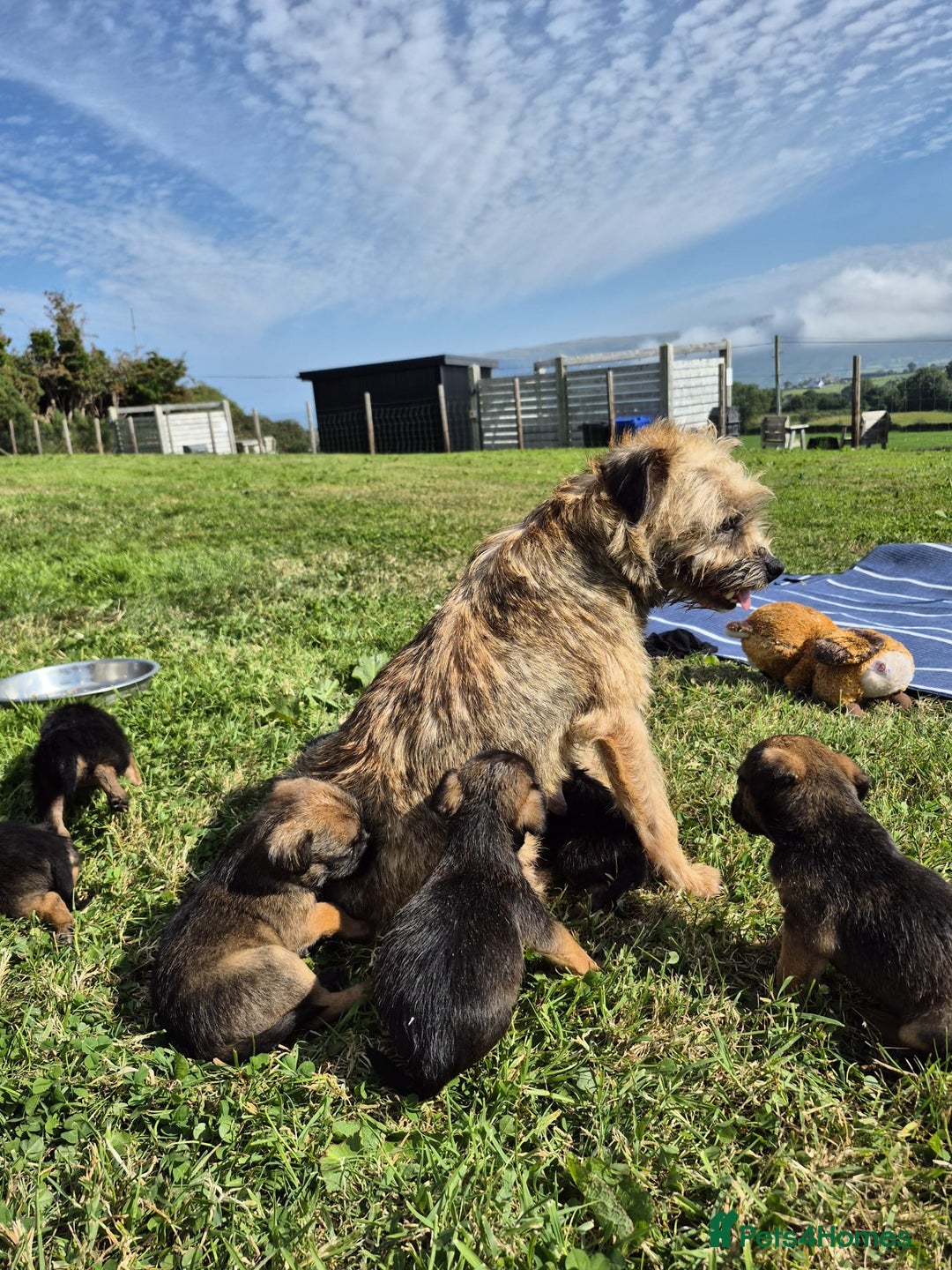 Border Terrier dogs for sale: Border terrier  - Image 5