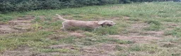 Bocker dogs for sale: Beautiful mix Cocker Spaniel Beagle X - Advert 2