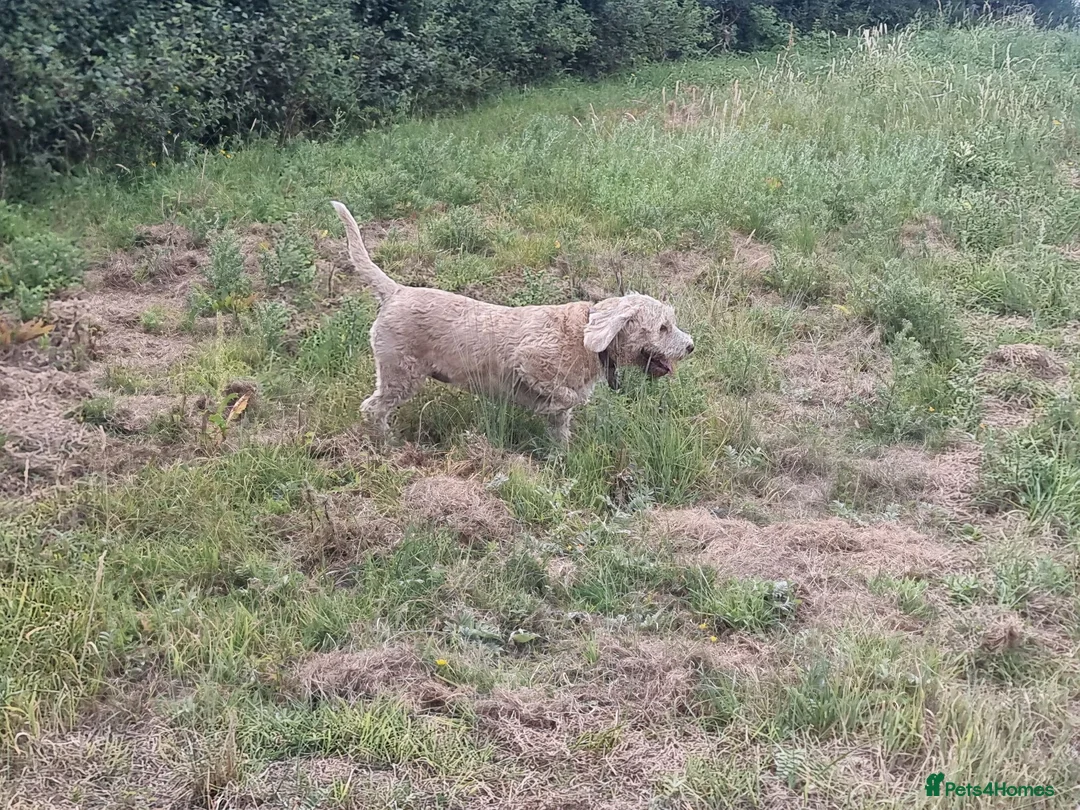 Bocker dogs for sale: Beautiful mix Cocker Spaniel Beagle X - Advert 2