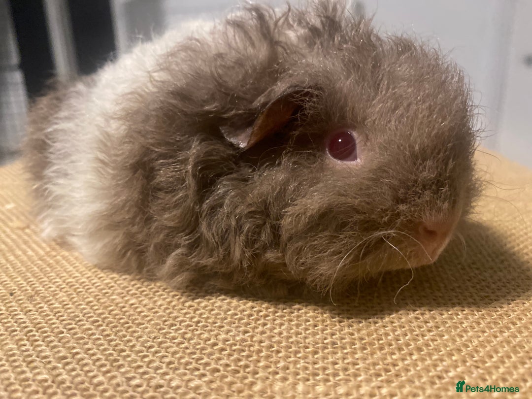 Guinea Pig rodents for sale: Stunning liliac bi texel  - Image 2