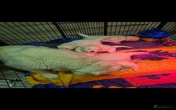 Golden Retriever dogs for sale: Top pedigree, purebred golden retriever puppies  - Image 6