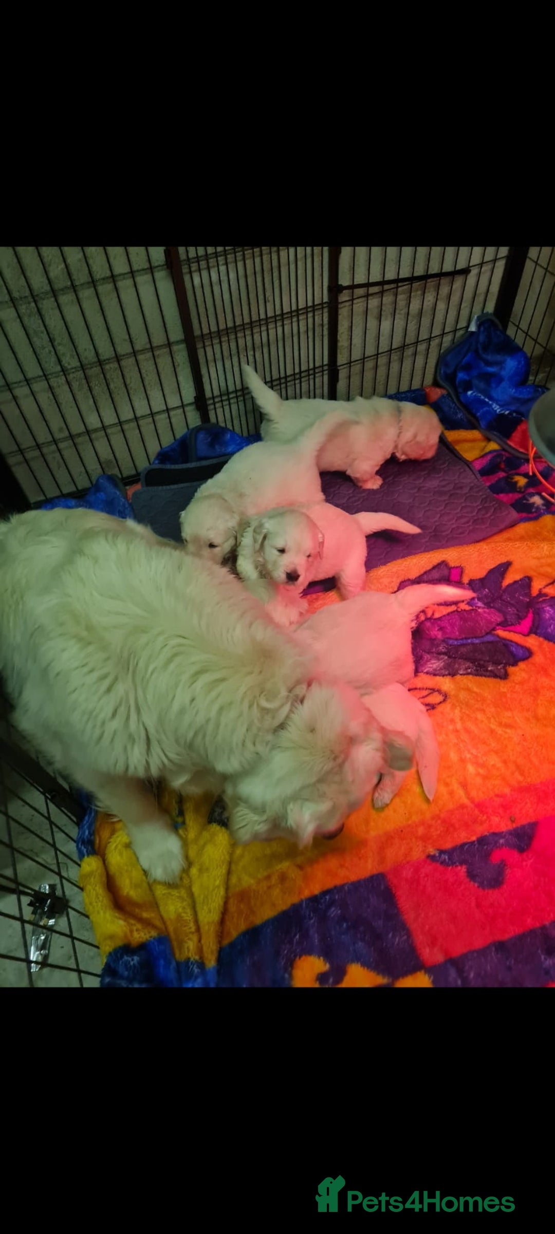 Golden Retriever dogs for sale: Top pedigree, purebred golden retriever puppies  - Image 6