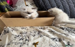 Ragdoll cats for sale: Adorable Ragdoll baby’s  - Image 24