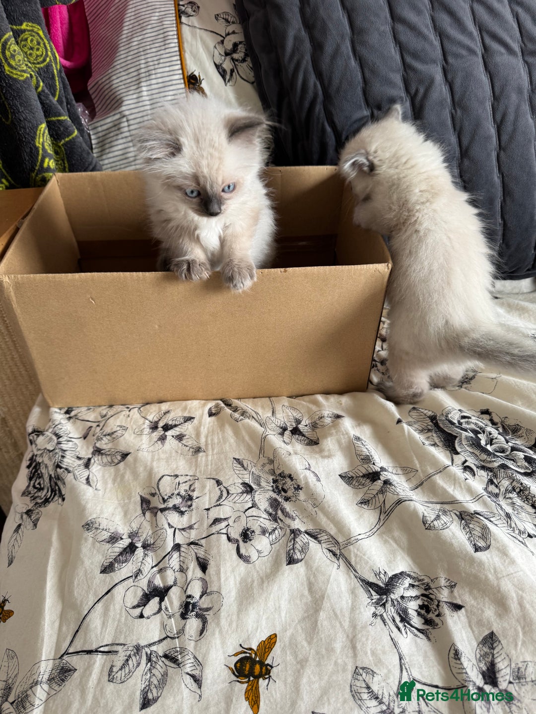 Ragdoll cats for sale: Adorable Ragdoll baby’s  - Image 24