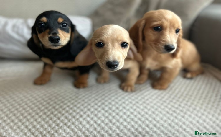 Miniature Dachshund dogs - Advert 14