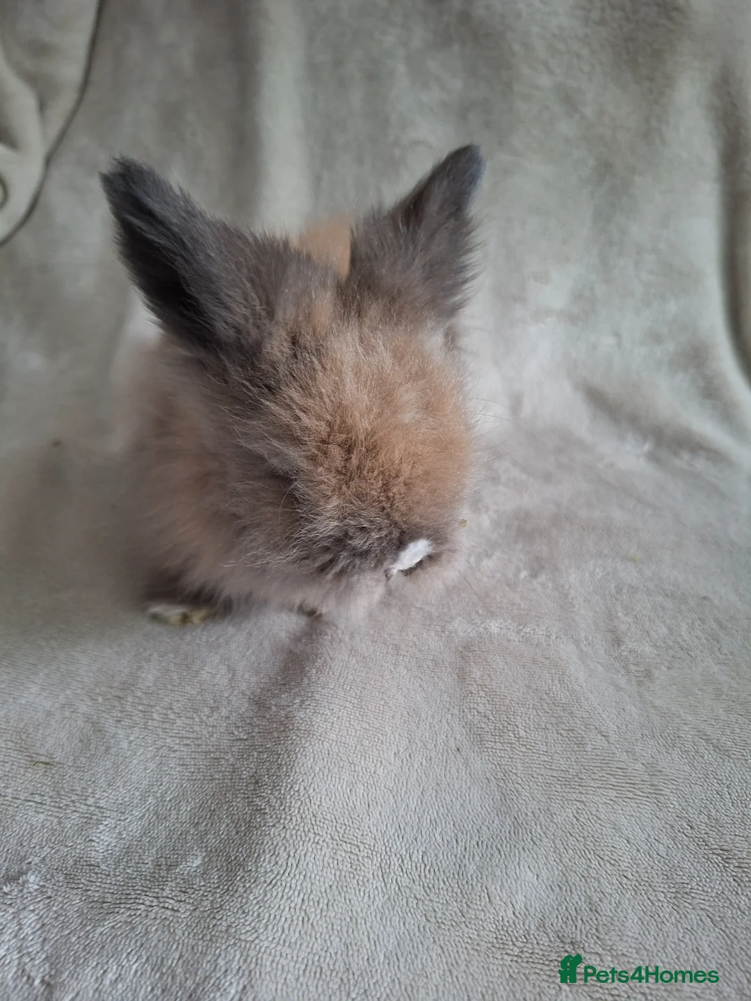 Angora rabbits for sale: Angora x lionhead  - Advert 4