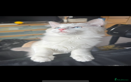 Ragdoll cats for sale: Ragdoll boy - Image 3