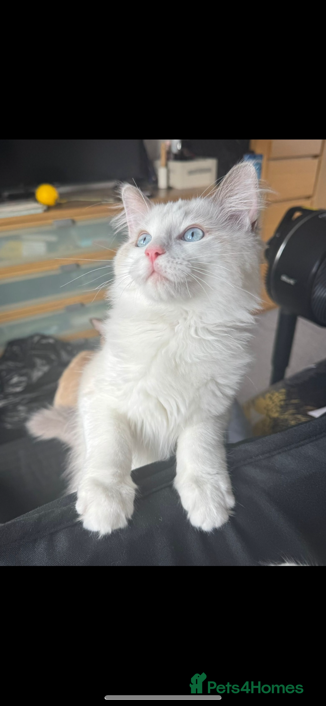 Ragdoll cats for sale: Ragdoll boy - Image 3