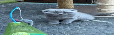 Scottish Fold 1